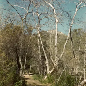 SBBG, Mission Canyon trail in winter, La Cumbre Peak