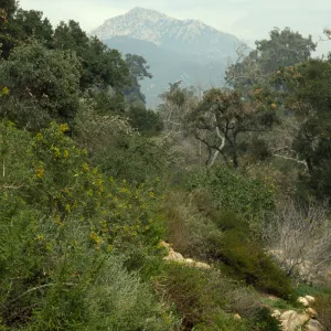 Mission Canyon view to La Cumbre Peak