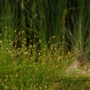 Pond sedges, © Alan Weisskopf