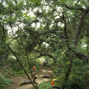 pruning an oak in the Arroyo Section, SBBG