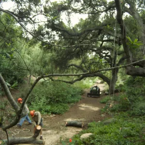 pruning of Coast live oak in the Arroyo