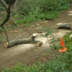 pruning of Coast live oak in the Arroyo