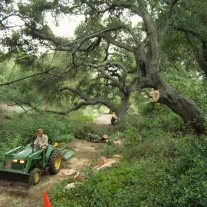 pruning of Coast live oak in the Arroyo