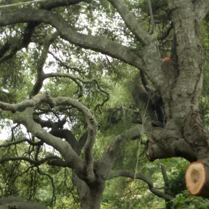 pruning of Coast live oak in the Arroyo