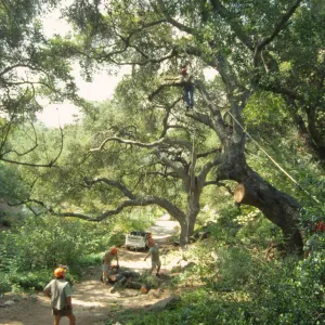 Manny, pruning of Coast live oak in the Arroyo