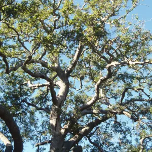 Brook Oak (Coastal Live Oak), 1998 (sparce foliage)