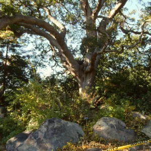 diseased oak