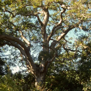 diseased oak