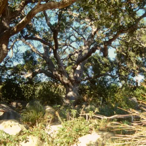 diseased oak