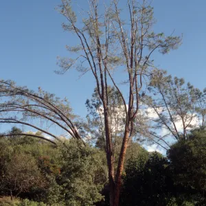 Sick arching grey pine, SBBG Meadow