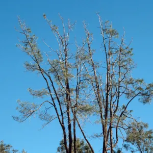arching grey pine, SBBG Meadow
