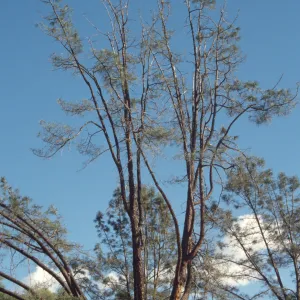 Sick arching grey pine, SBBG Meadow