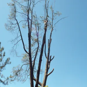 pruning the arching grey pine, SBBG Meadow