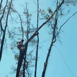 pruning the arching grey pine, SBBG Meadow