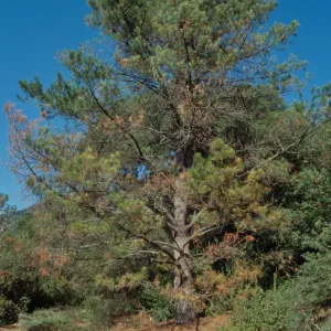 pine at Meadow View, stone bench