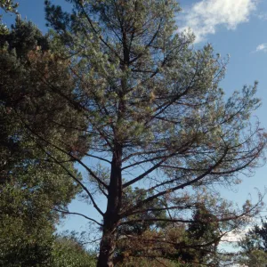 Monterey pine behind the Dabney bench on the Porter Trail