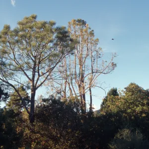 Porter Trail pines