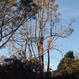 Porter Trail pines