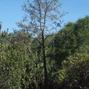 Porter Trail cypress