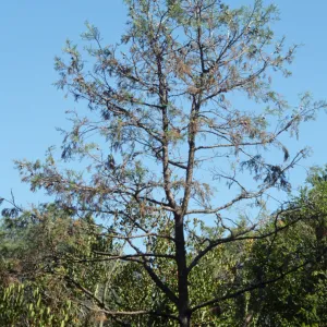 Porter Trail cypress
