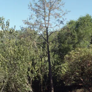 Porter Trail cypress