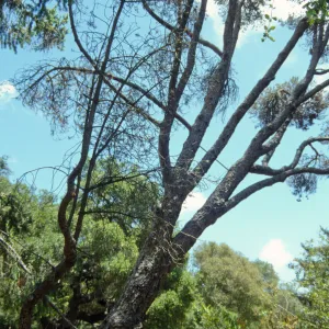 Dead tree on Porter Trail