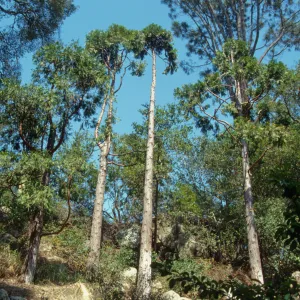 Incense Cedars in Yellow Pine Forest