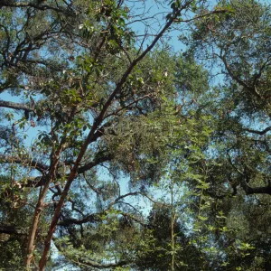Canyon Madrone