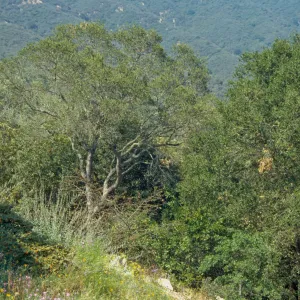 Oak across from Wheeler Bench on Porter Trail