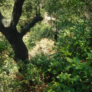 Fallen oak (Coastal Live Oak) below Mission Dam