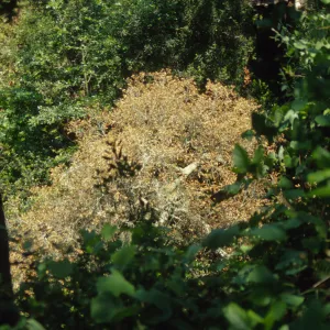 Fallen oak (Coastal Live Oak) below Mission Dam