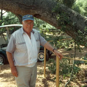Meadow oak tree â€œapproach graftâ€, Bruce Van Dyke