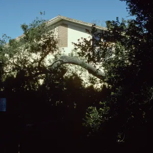 Oak Tree Fell Outside Herbarium