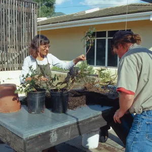 Carol Bornstein, potting up Berberis cuttings