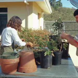Carol Bornstein, potting up Berberis cuttings