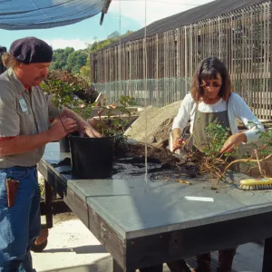 Carol Bornstein, potting up Berberis cuttings