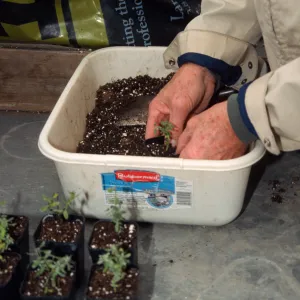 Will Brown potting up plants, Horticulture Unit