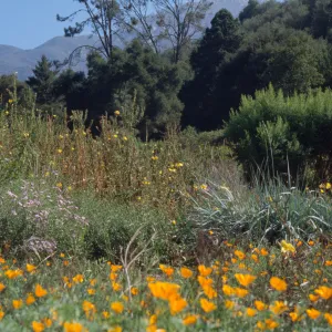 SBBG Meadow, wildflowers, Garden Works Event
