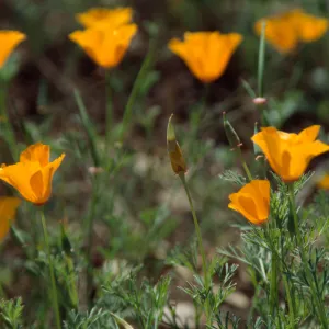 Poppies in bloom, Garden Works Event