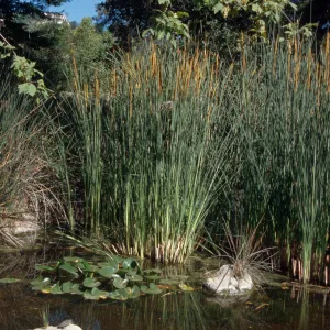 Meadow Pond, Garden Works Event