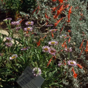 Meadow Border, Erigeron glaucus, Garden Works Event