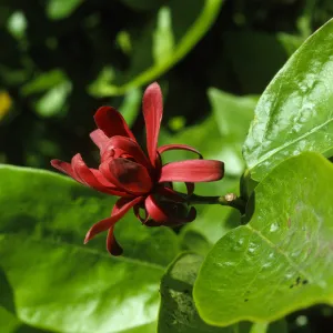 Calycanthus