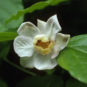 Sinocalycanthus