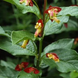 Lonicera