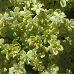Sambucus