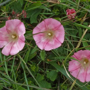 Calystegia