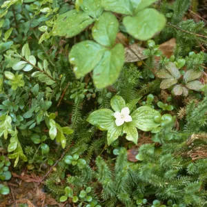 Cornus