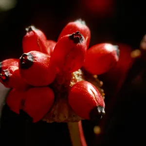 Cornus fruits