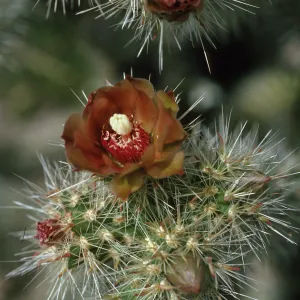 Cylindropuntia