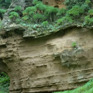 Santa Rosa Island (liveforevers)